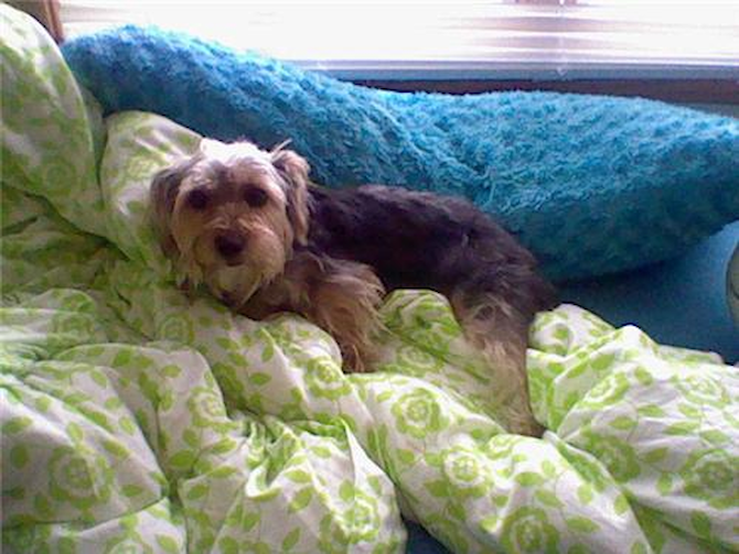 Macy Marie Simmons - Morkie Puppy For Sale Premier Pups Macy Marie Simmons - Morkie Puppy For Sale Premier Pups