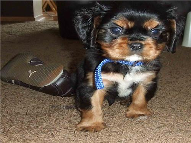 Kingston - Cavalier King Charles Spaniel Puppy For Sale Premier Pups Kingston - Cavalier King Charles Spaniel Puppy For Sale Premier Pups