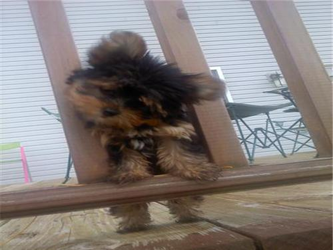 Pebbles - Yorkshire Terrier Puppy For Sale Premier Pups Pebbles - Yorkshire Terrier Puppy For Sale Premier Pups