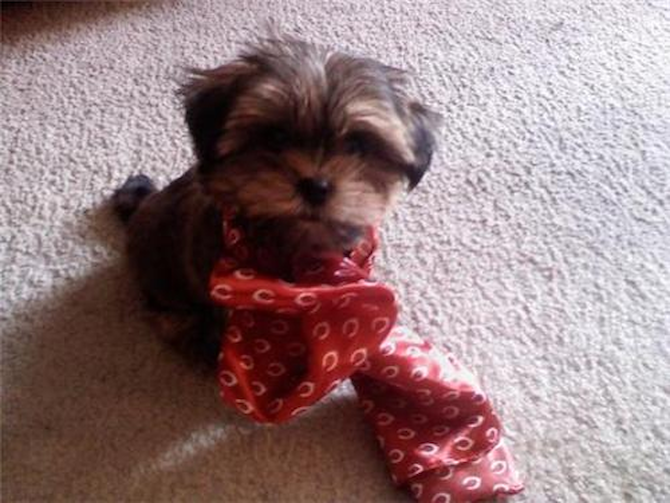 Baci (was Bear) - Shorkie Puppy For Sale Premier Pups Baci (was Bear) - Shorkie Puppy For Sale Premier Pups