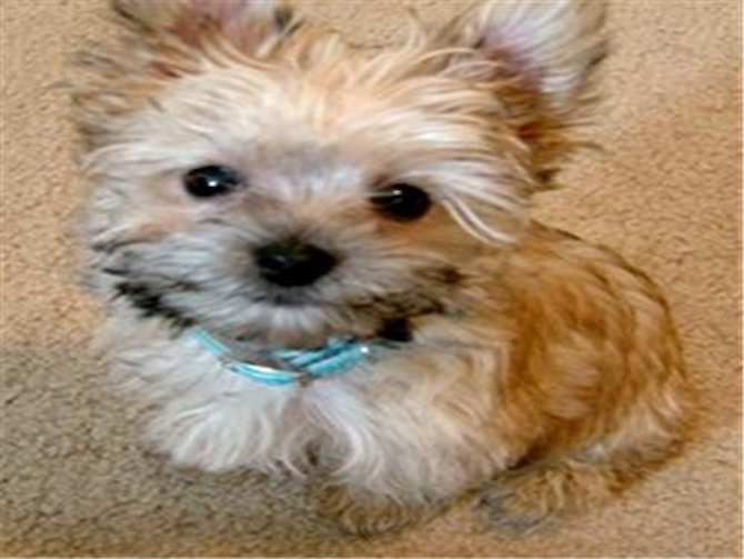 Roni (Delonte) - Morkie Puppy For Sale Premier Pups Roni (Delonte) - Morkie Puppy For Sale Premier Pups