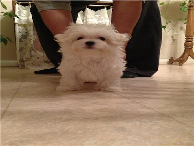"Harley" - Maltese Puppy For Sale Premier Pups "Harley" - Maltese Puppy For Sale Premier Pups