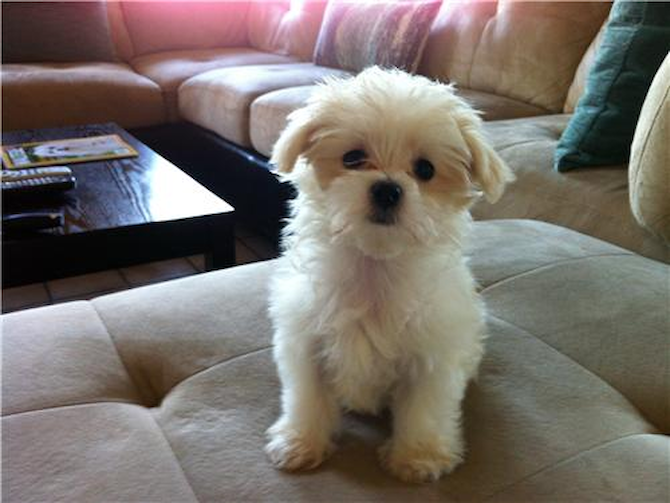Bella (was Dolly) - Maltese Puppy For Sale Premier Pups Bella (was Dolly) - Maltese Puppy For Sale Premier Pups