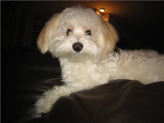 Molly formerly Lacey - Havanese Puppy For Sale Premier Pups Molly formerly Lacey - Havanese Puppy For Sale Premier Pups