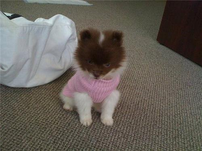 Coco - Pomeranian Puppy For Sale Premier Pups Coco - Pomeranian Puppy For Sale Premier Pups