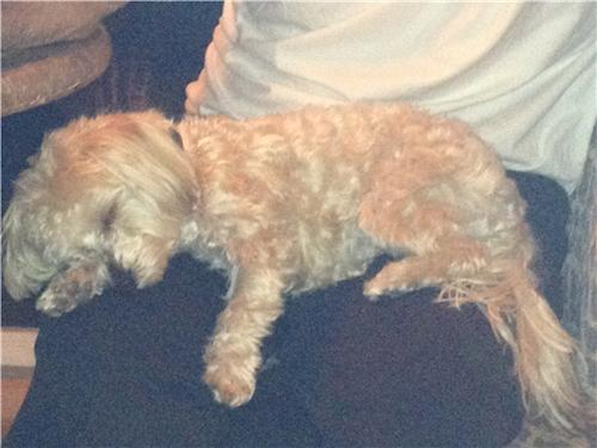 rocco - Morkie Puppy For Sale Premier Pups rocco - Morkie Puppy For Sale Premier Pups