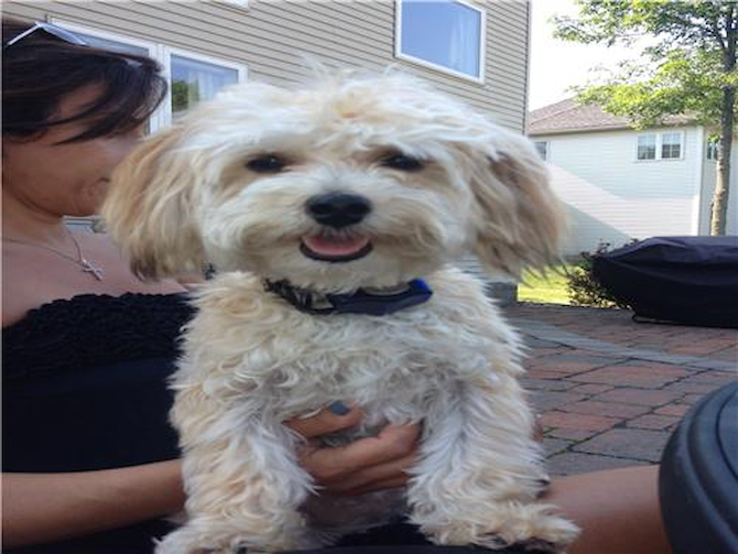 rocco - Morkie Puppy For Sale Premier Pups rocco - Morkie Puppy For Sale Premier Pups