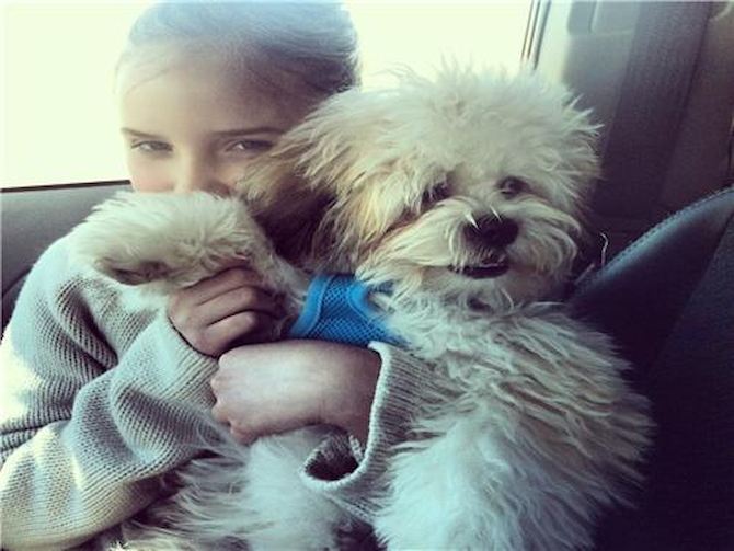 Spencer - Teddy Bear Puppy For Sale Premier Pups Spencer - Teddy Bear Puppy For Sale Premier Pups