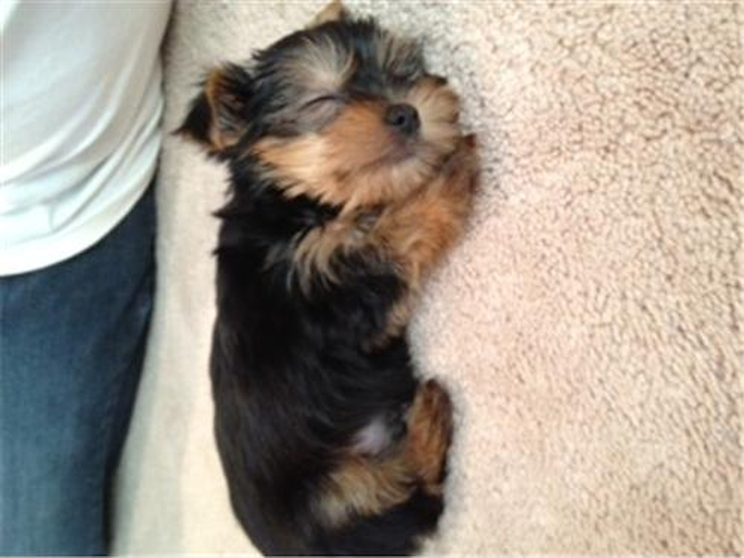 Jaxson - Yorkshire Terrier Puppy For Sale Premier Pups Jaxson - Yorkshire Terrier Puppy For Sale Premier Pups