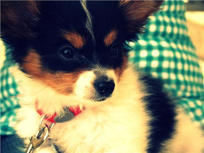 Jojo - Papillon Puppy For Sale Premier Pups Jojo - Papillon Puppy For Sale Premier Pups