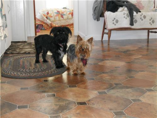 Easton & Vaeh - Yorkshire Terrier Puppy For Sale Premier Pups Easton & Vaeh - Yorkshire Terrier Puppy For Sale Premier Pups