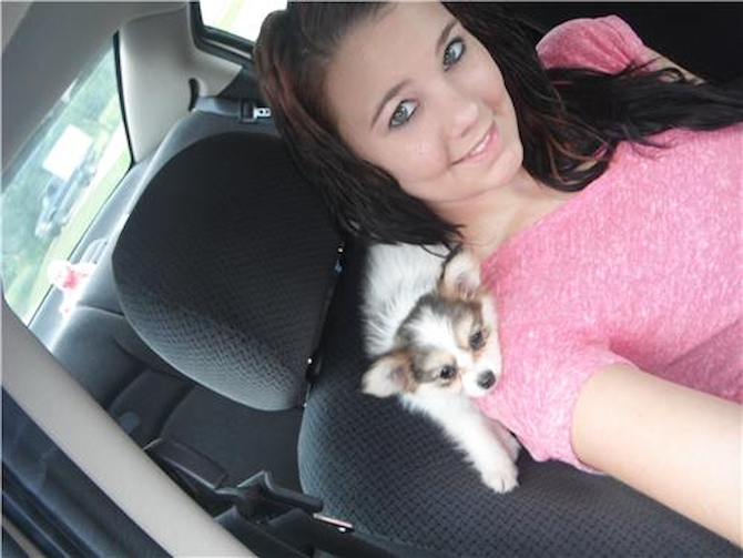 Yoshi (Formerly Eli) - Papillon Puppy For Sale Premier Pups Yoshi (Formerly Eli) - Papillon Puppy For Sale Premier Pups