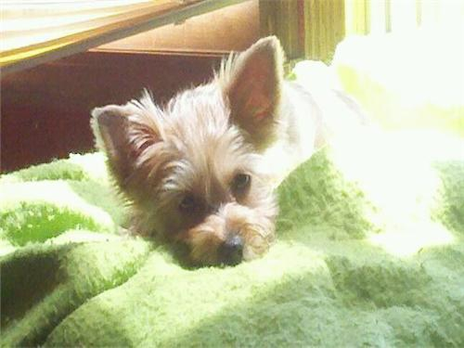 Kimber - Morkie Puppy For Sale Premier Pups Kimber - Morkie Puppy For Sale Premier Pups