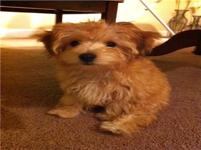 Tawny - Morkie Puppy For Sale Premier Pups Tawny - Morkie Puppy For Sale Premier Pups