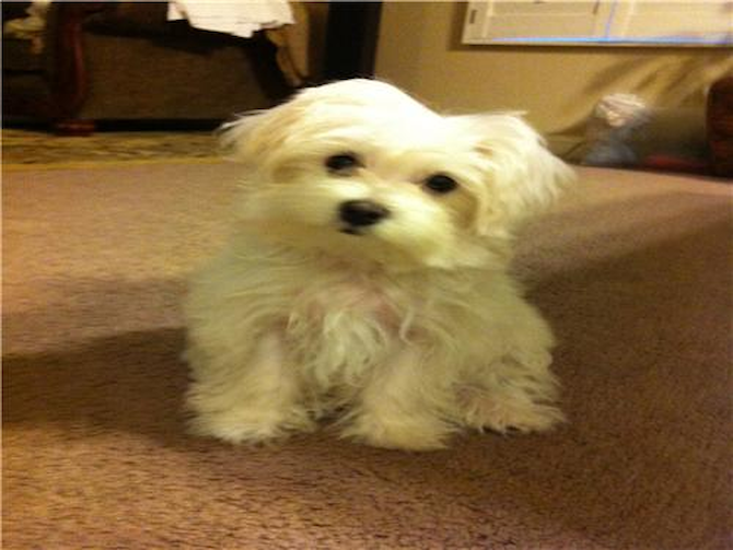 Luna - Maltese Puppy For Sale Premier Pups Luna - Maltese Puppy For Sale Premier Pups