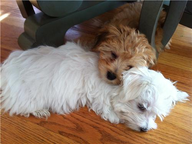 Luna and Tawny - Maltese Puppy For Sale Premier Pups Luna and Tawny - Maltese Puppy For Sale Premier Pups
