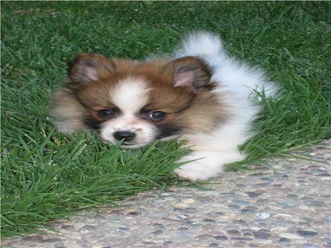 Kylee - Pomeranian Puppy For Sale Premier Pups Kylee - Pomeranian Puppy For Sale Premier Pups