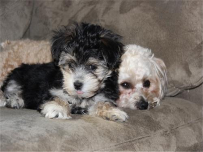 SOPHIE & RAJAH - Morkie Puppy For Sale Premier Pups SOPHIE & RAJAH - Morkie Puppy For Sale Premier Pups