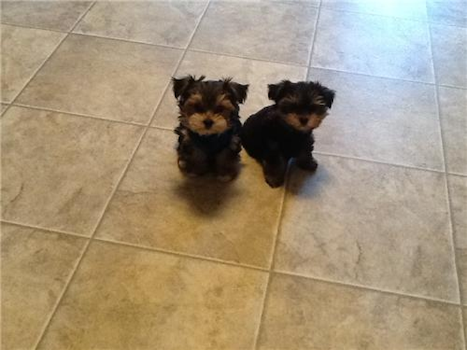 Muffin & macaroni - Morkie Puppy For Sale Premier Pups Muffin & macaroni - Morkie Puppy For Sale Premier Pups