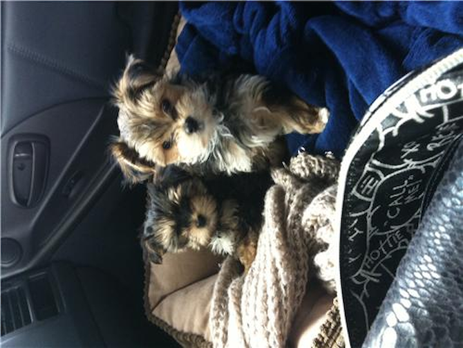 Macaroni & muffin - Morkie Puppy For Sale Premier Pups Macaroni & muffin - Morkie Puppy For Sale Premier Pups