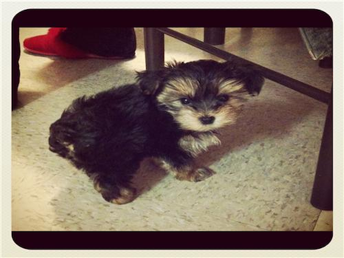 Little macaroni - Morkie Puppy For Sale Premier Pups Little macaroni - Morkie Puppy For Sale Premier Pups