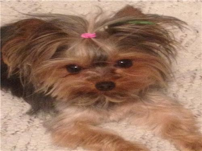 Victoria - Yorkshire Terrier Puppy For Sale Premier Pups Victoria - Yorkshire Terrier Puppy For Sale Premier Pups