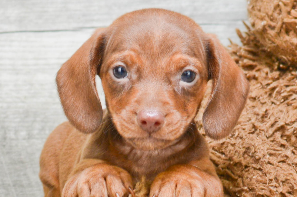 Miniature Dachshund Puppies For Sale In Ohio - l2sanpiero