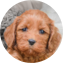 Cockapoo Puppy For Sale - Premier Pups