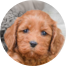 Cockapoo Puppies For Sale - Premier Pups