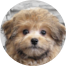Pomapoo Puppy For Sale - Premier Pups