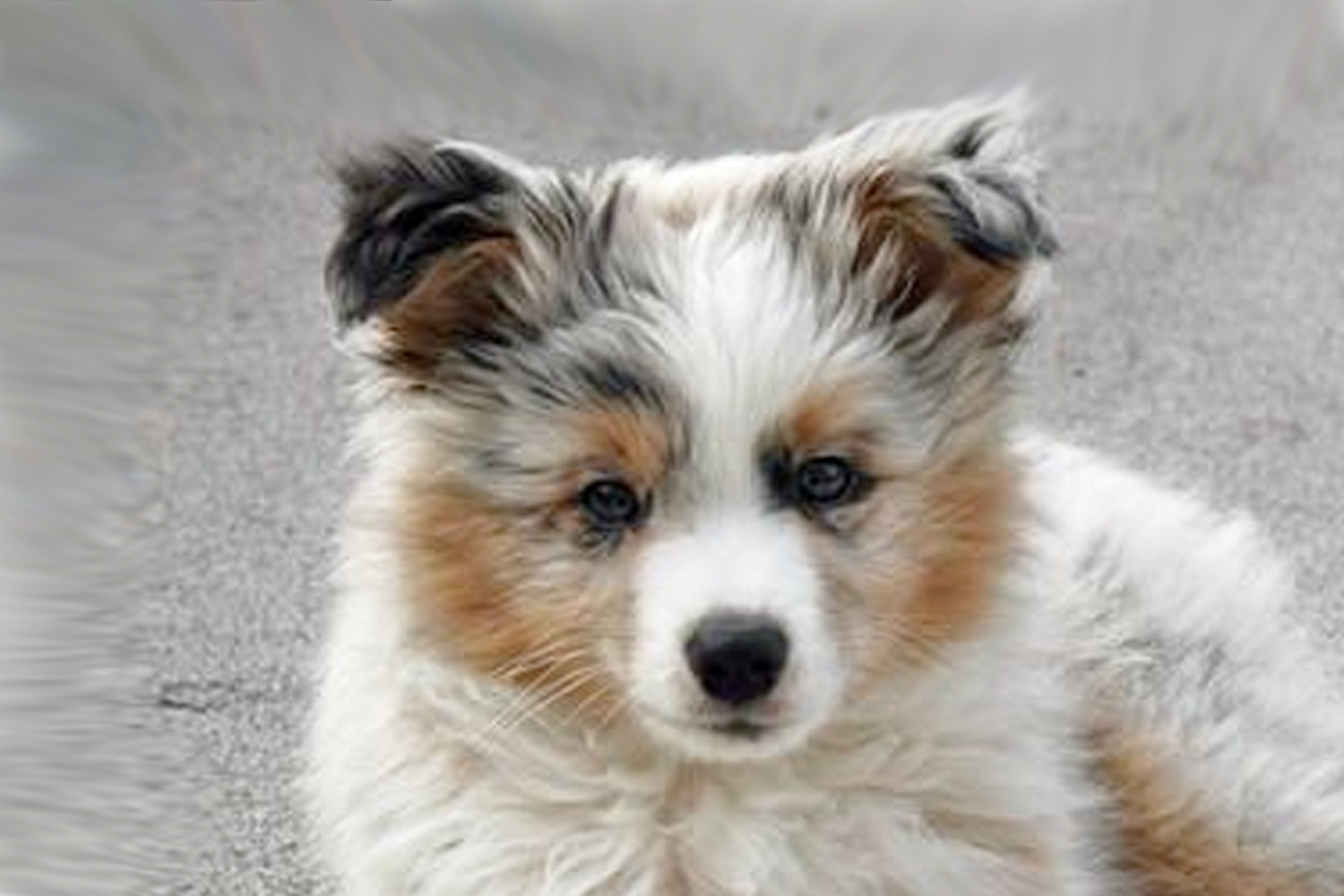 pomsky australian shepherd mix for sale