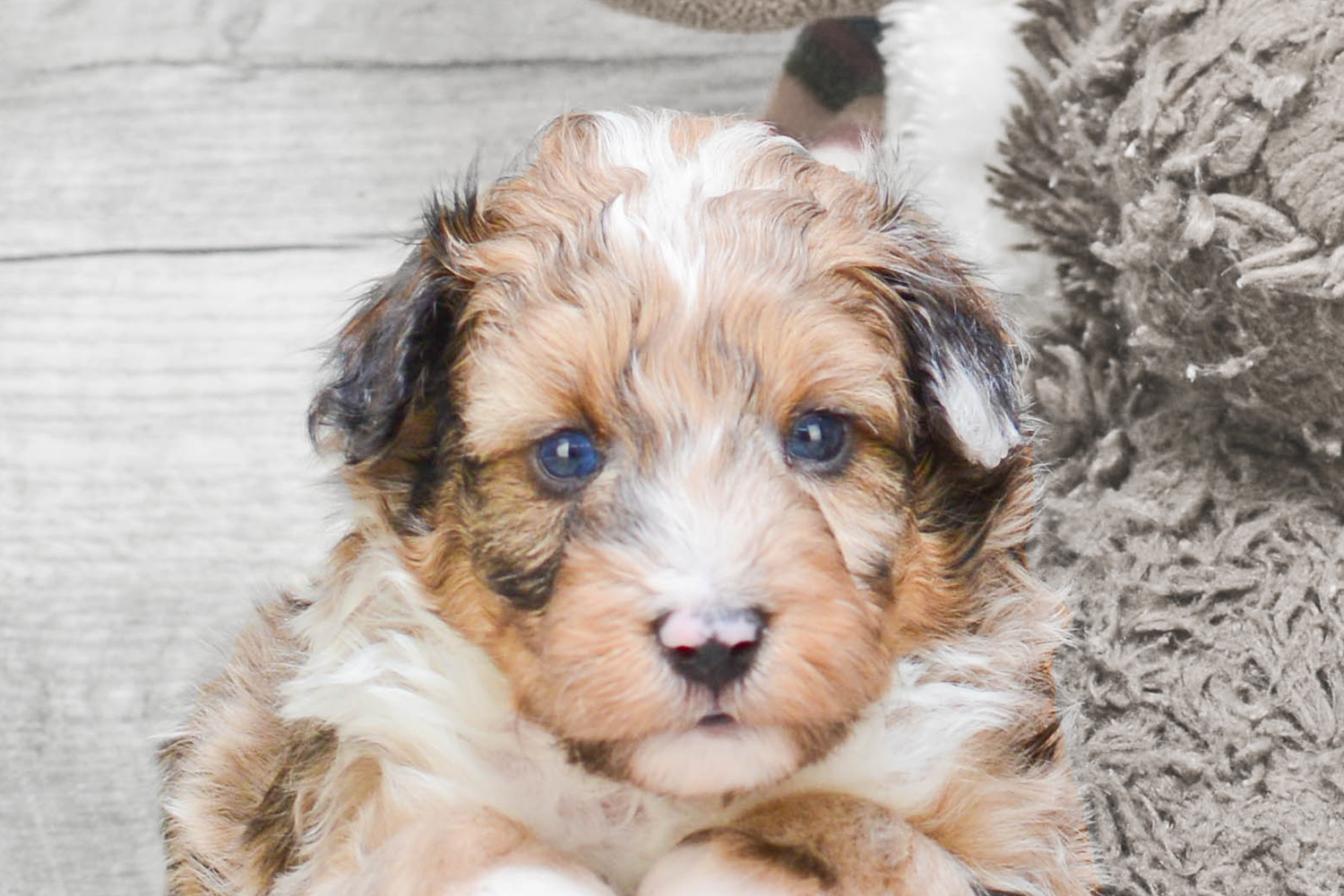 sheltie poodle puppies for sale