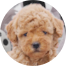 Poochon Puppy For Sale - Premier Pups