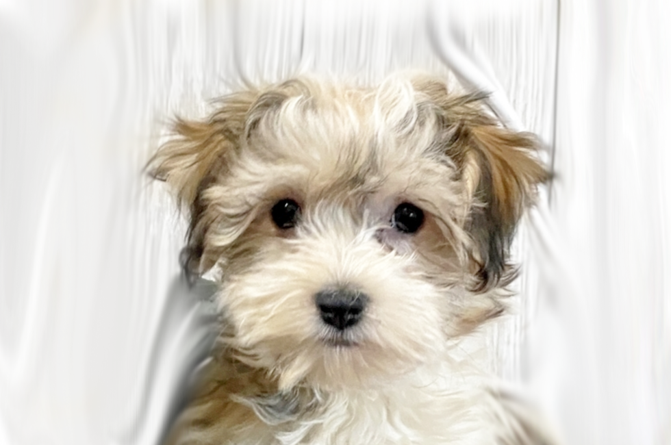 Havapoo Puppies For Sale Premier Pups Located In Ohio