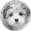 Havachon Puppy For Sale - Premier Pups