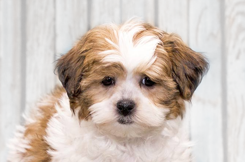 Shih Poo Puppies For Sale