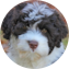 Portuguese Water Dog Puppy For Sale - Premier Pups
