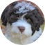 Portuguese Water Dog Puppy For Sale - Premier Pups