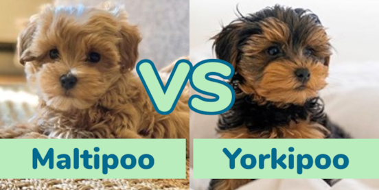 Maltipoo vs Yorkipoo Comparison