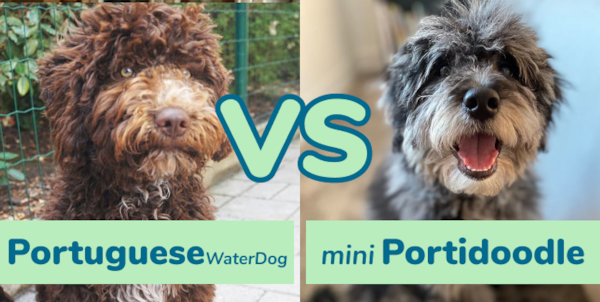 Portuguese Water Dog vs Mini Portidoodle - Premier Pups