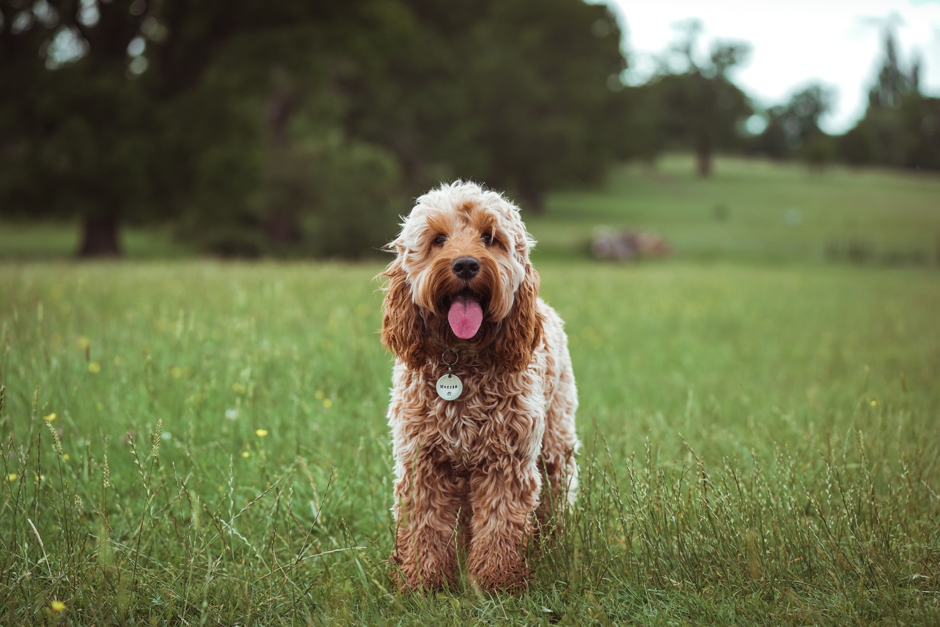 whats the difference between an f1 and f2 goldendoodle