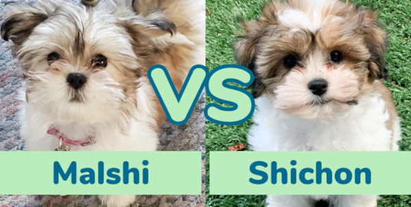 Malshi vs Shichon - Which One Is Better? - Premier Pups