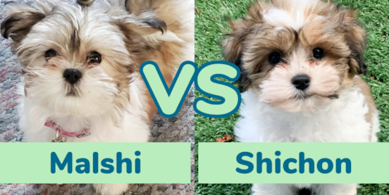 Malshi vs Shichon - Comparison of the Teddy Bears