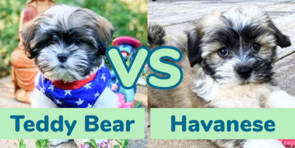 Teddy Bear vs Havanese - As Good As They Say? - Premier Pups