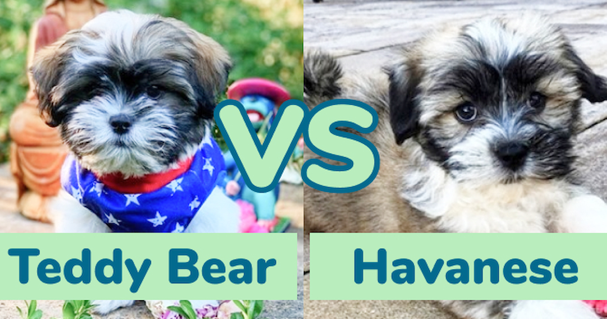 what is the difference between havanese and shih tzu