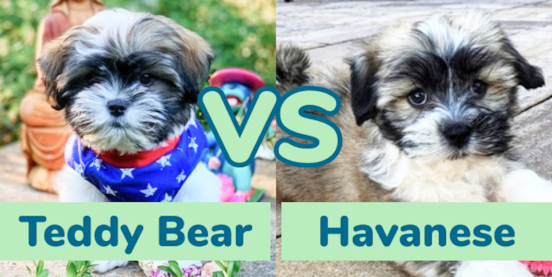 Teddy Bear vs Havanese Comparison