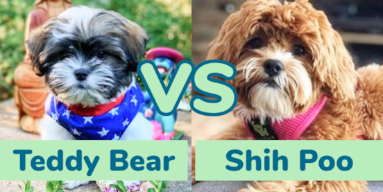 Teddy Bear vs Shih Poo Comparison