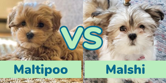Maltipoo vs Malshi (Teddy Bear) Comparison