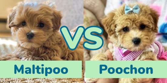 Maltipoo vs Poochon Comparison