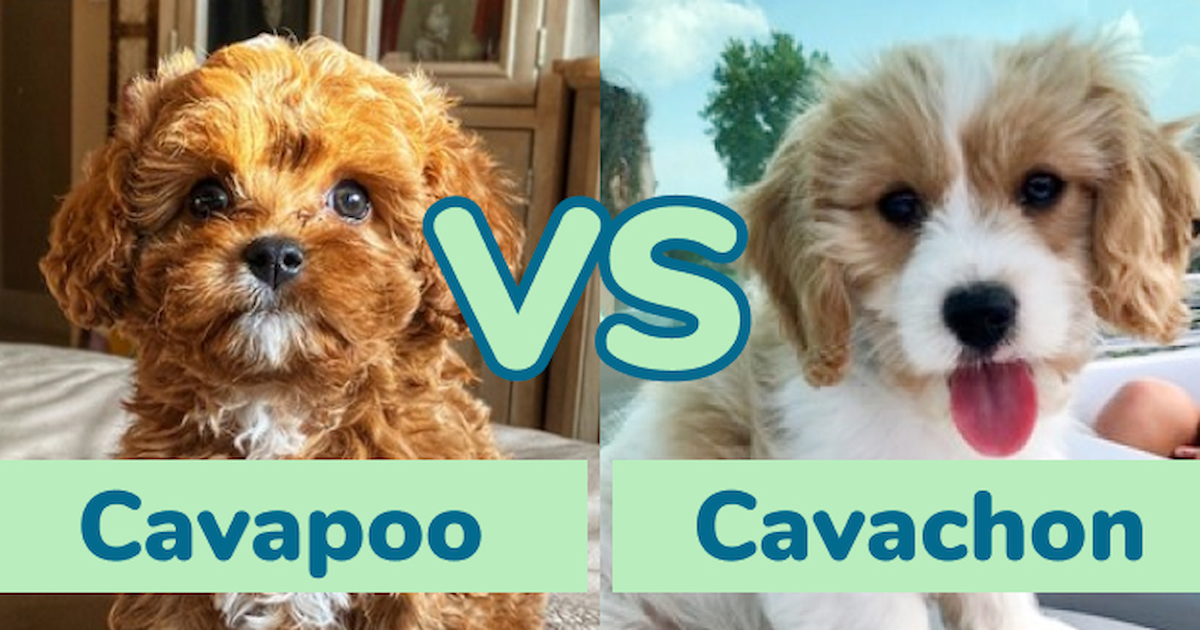 what is the difference between a cavachon and a cavapoo